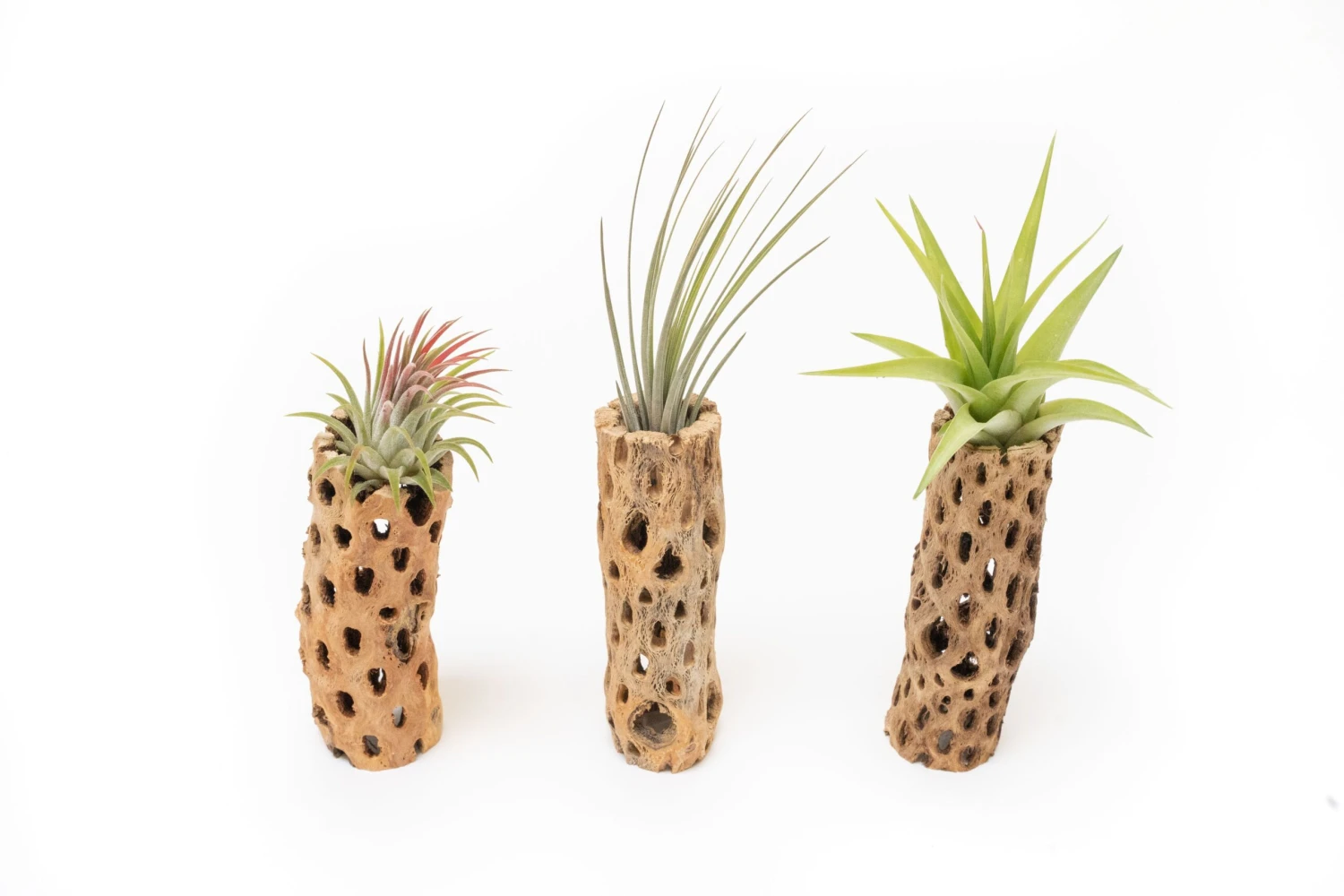 Natural Cholla Wood Container - 6 Inches Tall With Tillandsia Assorted Air Plants 1 Natural Cholla Wood Container - 6 Inches Tall With Tillandsia Assorted Air Plants