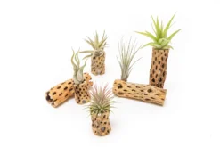 Natural Cholla Wood Container - 6 Inches Tall -Air Plant Supply Store Tillandsia Air Plant Cholla Wood 17 scaled