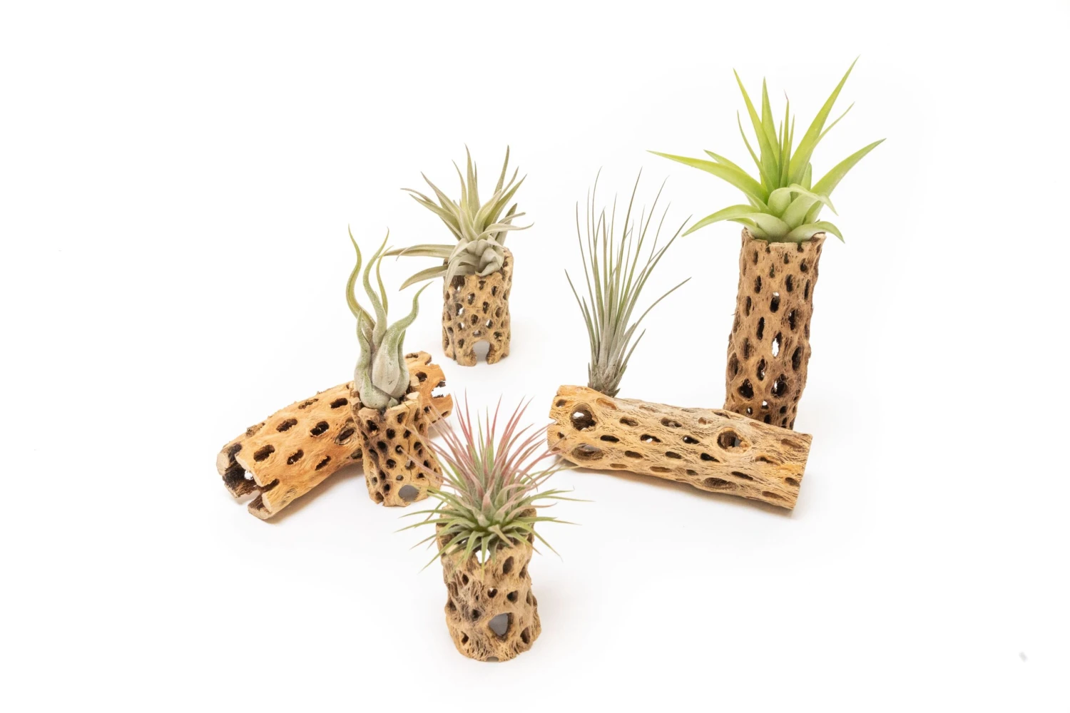 Natural Cholla Wood Container - 6 Inches Tall With Tillandsia Assorted Air Plants 4 Natural Cholla Wood Container - 6 Inches Tall With Tillandsia Assorted Air Plants - Image 4