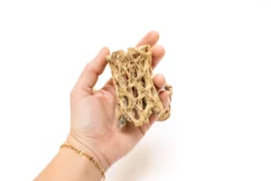 Natural Cholla Wood Container - 3 Inches Tall With Assorted Tillandsia Air Plants -Air Plant Supply Store Tillandsia Air Plant Cholla Wood 2 050cdaab b45b 41ba a4d8 44def10103da scaled