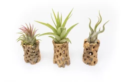 Natural Cholla Wood Container - 3 Inches Tall With Assorted Tillandsia Air Plants