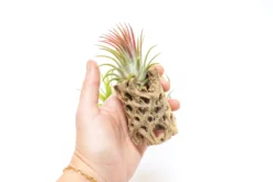 SALE - Natural Cholla Wood Containers With Assorted Tillandsia Air Plants - Set Of 3 - 20% Off -Air Plant Supply Store Tillandsia Air Plant Cholla Wood 5 scaled