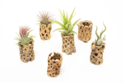 Natural Cholla Wood Container - 3 Inches Tall -Air Plant Supply Store Tillandsia Air Plant Cholla Wood 7 scaled