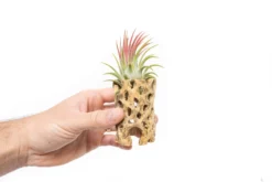 Natural Cholla Wood Container - 3 Inches Tall With Assorted Tillandsia Air Plants -Air Plant Supply Store Tillandsia Air Plant Cholla Wood Container 6 69d8a395 31d1 4a4d b77f 2479fd03a1d6 scaled