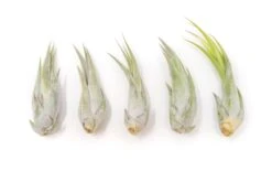 SALE - Tillandsia Circinata 'Paucifolia' Air Plants - Set Of 10 Or 20 - 60% Off