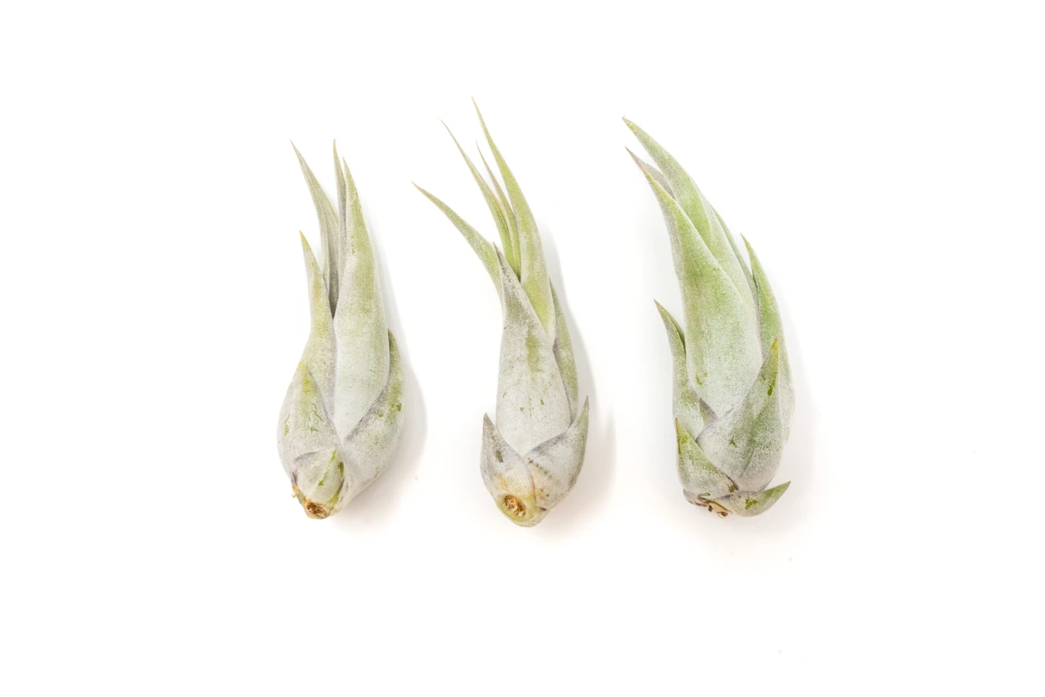 Tillandsia Circinata 'Paucifolia' Air Plants - Set Of 10 Or 20 - 60% Off 6 Tillandsia Circinata 'Paucifolia' Air Plants - Set Of 10 Or 20 - 60% Off - Image 6