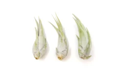 SALE - Tillandsia Circinata 'Paucifolia' Air Plants - Set Of 10 Or 20 - 60% Off 7 SALE - Tillandsia Circinata 'Paucifolia' Air Plants - Set Of 10 Or 20 - 60% Off -Air Plant Supply Store Tillandsia Air Plant Circinata 2 41b2f552 785b 4e03 ac87 57be5bba8742 scaled