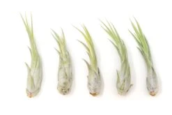 Large Tillandsia Circinata Air Plants / 5-8 Inch Plants -Air Plant Supply Store Tillandsia Air Plant Circinata Large 1