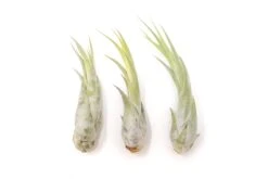 Large Tillandsia Circinata Air Plants / 5-8 Inch Plants -Air Plant Supply Store Tillandsia Air Plant Circinata Large 2