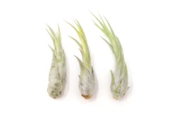 Large Tillandsia Circinata Air Plants / 5-8 Inch Plants 6 Large Tillandsia Circinata Air Plants / 5-8 Inch Plants -Air Plant Supply Store Tillandsia Air Plant Circinata Large 2 scaled