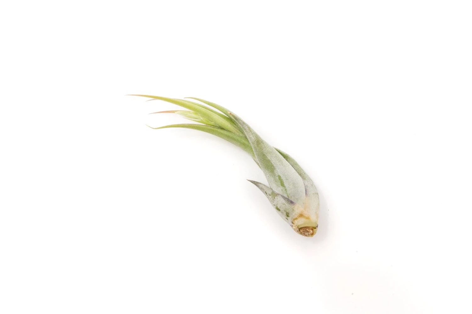 Tillandsia Circinata 'Paucifolia' Air Plants - Set Of 10 Or 20 - 60% Off 5 Tillandsia Circinata 'Paucifolia' Air Plants - Set Of 10 Or 20 - 60% Off - Image 5