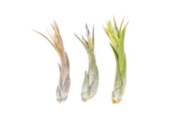 Air Plant Supply Store -Air Plant Supply Store Tillandsia Air Plant Circinata Paucifolia Blooming Blushing Spike 1 scaled