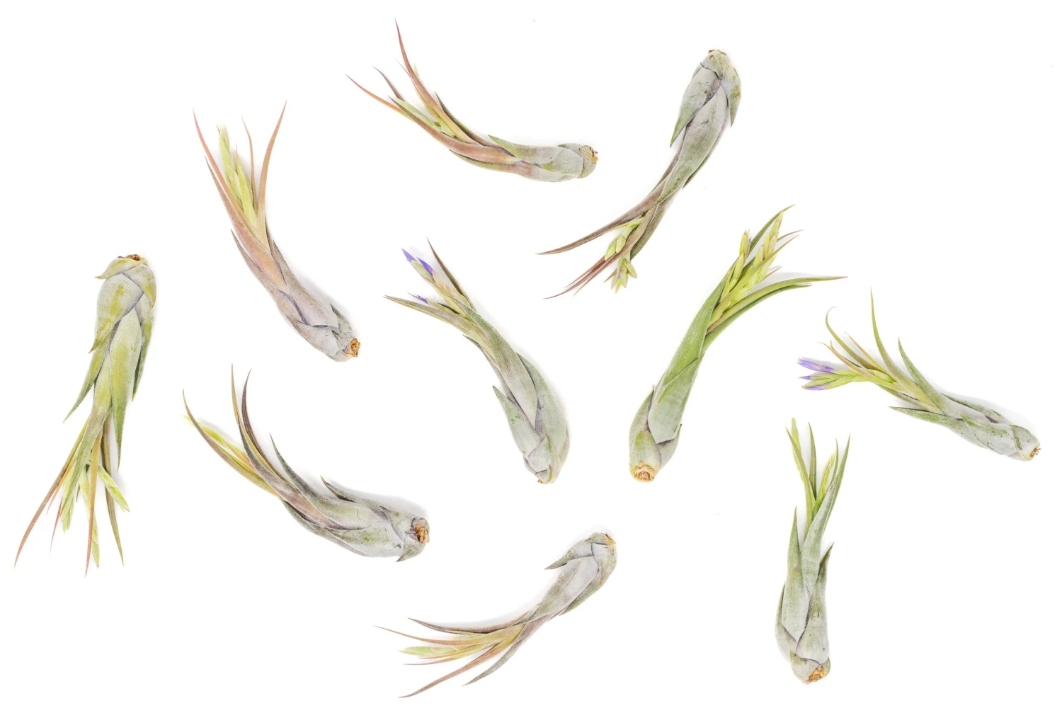 Tillandsia Circinata 'Paucifolia' Air Plants - Set Of 10 Or 20 - 60% Off 1 Tillandsia Circinata 'Paucifolia' Air Plants - Set Of 10 Or 20 - 60% Off