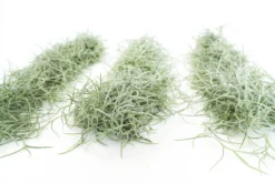 SALE - Tillandsia Colombia Thick Spanish Moss - Large Clumps - Set Of 3 Or 6 Strands - 30% Off -Air Plant Supply Store Tillandsia Air Plant Colombia Thick Spanish Moss 10 61cbf32f a622 45e6 9d56 cc72f8ca55fd 1 scaled