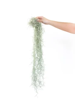 3 Tillandsia Colombia Thick Spanish Moss Large Clumps For $25 -Air Plant Supply Store Tillandsia Air Plant Colombia Thick Spanish Moss 12 14190455 2b01 4365 aee9 21f63231e120 scaled