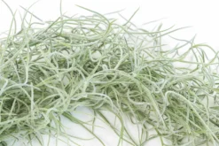 SALE - Tillandsia Colombia Thick Spanish Moss - Large Clumps - Set Of 3 Or 6 Strands - 30% Off -Air Plant Supply Store Tillandsia Air Plant Colombia Thick Spanish Moss 2 3a978ea4 9913 45e3 a603 91f2fb367dcf 1 scaled