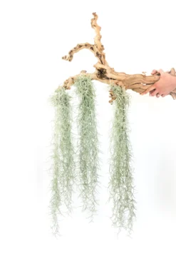 SALE - Tillandsia Colombia Thick Spanish Moss - Large Clumps - Set Of 3 Or 6 Strands - 30% Off -Air Plant Supply Store Tillandsia Air Plant Colombia Thick Spanish Moss 4 2 scaled