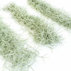 SALE - Tillandsia Colombia Thick Spanish Moss - Large Clumps - Set Of 3 Or 6 Strands - 30% Off -Air Plant Supply Store Tillandsia Air Plant Colombia Thick Spanish Moss 9 678ebf4c 3f6b 4557 8d27 f4d3a152d853 1 scaled