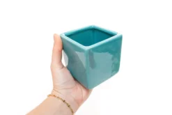 Sky Blue Ceramic Cube Container With Assorted Large Tillandsia Air Plant 9 Sky Blue Ceramic Cube Container With Assorted Large Tillandsia Air Plant -Air Plant Supply Store Tillandsia Air Plant Color Cube 50 1 da9c7cd6 741a 4369 8054 a8b456315918 scaled