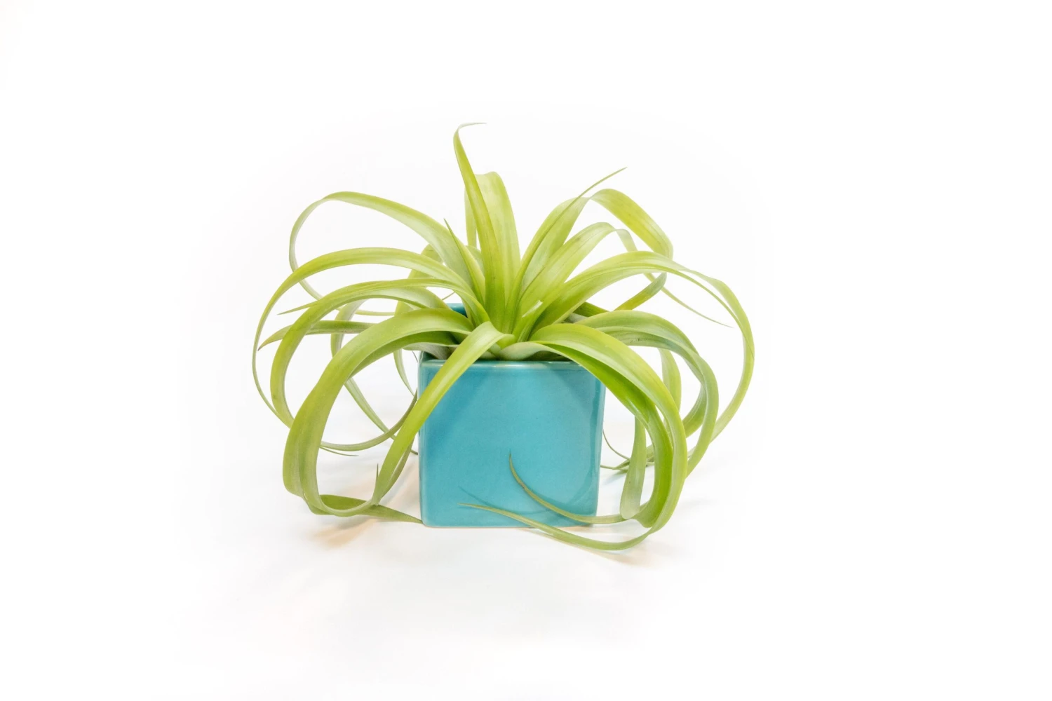 Sky Blue Ceramic Cube Container With Custom Tillandsia Air Plant - Image 3