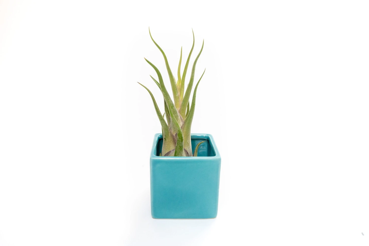 Sky Blue Ceramic Cube Container With Custom Tillandsia Air Plant - Image 4