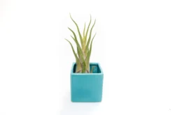 Sky Blue Ceramic Cube Container With Assorted Large Tillandsia Air Plant 7 Sky Blue Ceramic Cube Container With Assorted Large Tillandsia Air Plant -Air Plant Supply Store Tillandsia Air Plant Color Cube 52 2 4b1f9c96 266b 4d78 89d6 79519ea5bfa8 scaled