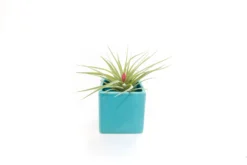 Sky Blue Ceramic Cube Container With Custom Tillandsia Air Plant -Air Plant Supply Store Tillandsia Air Plant Color Cube 53 2 scaled