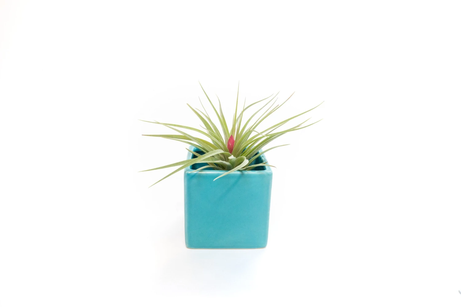 Sky Blue Ceramic Cube Container With Custom Tillandsia Air Plant - Image 6