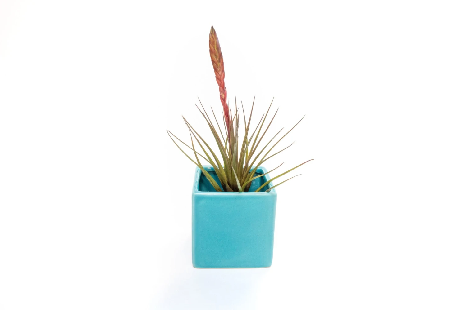Ceramic Cube Container - Choose Your Custom Color And Tillandsia Air Plant - Image 19