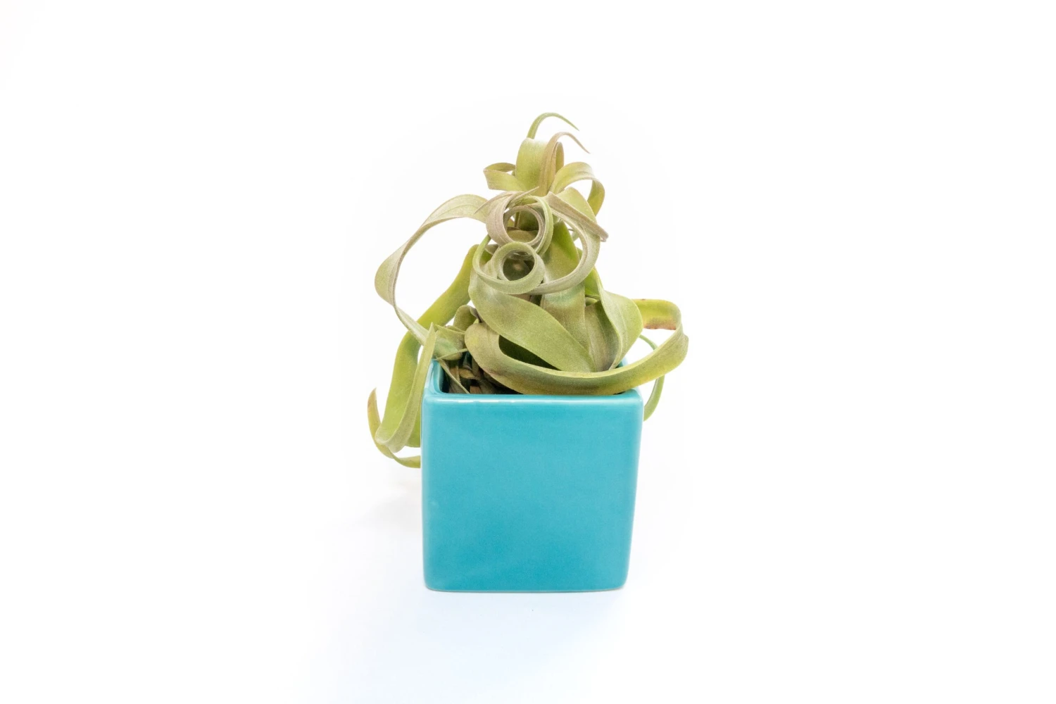 Sky Blue Ceramic Cube Container With Custom Tillandsia Air Plant - Image 5