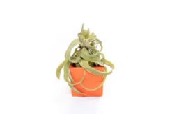 Ceramic Cube Container - Choose Your Custom Color And Tillandsia Air Plant -Air Plant Supply Store Tillandsia Air Plant Color Cube 57 scaled