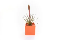 Ceramic Cube Container - Choose Your Custom Color And Tillandsia Air Plant -Air Plant Supply Store Tillandsia Air Plant Color Cube 58 scaled