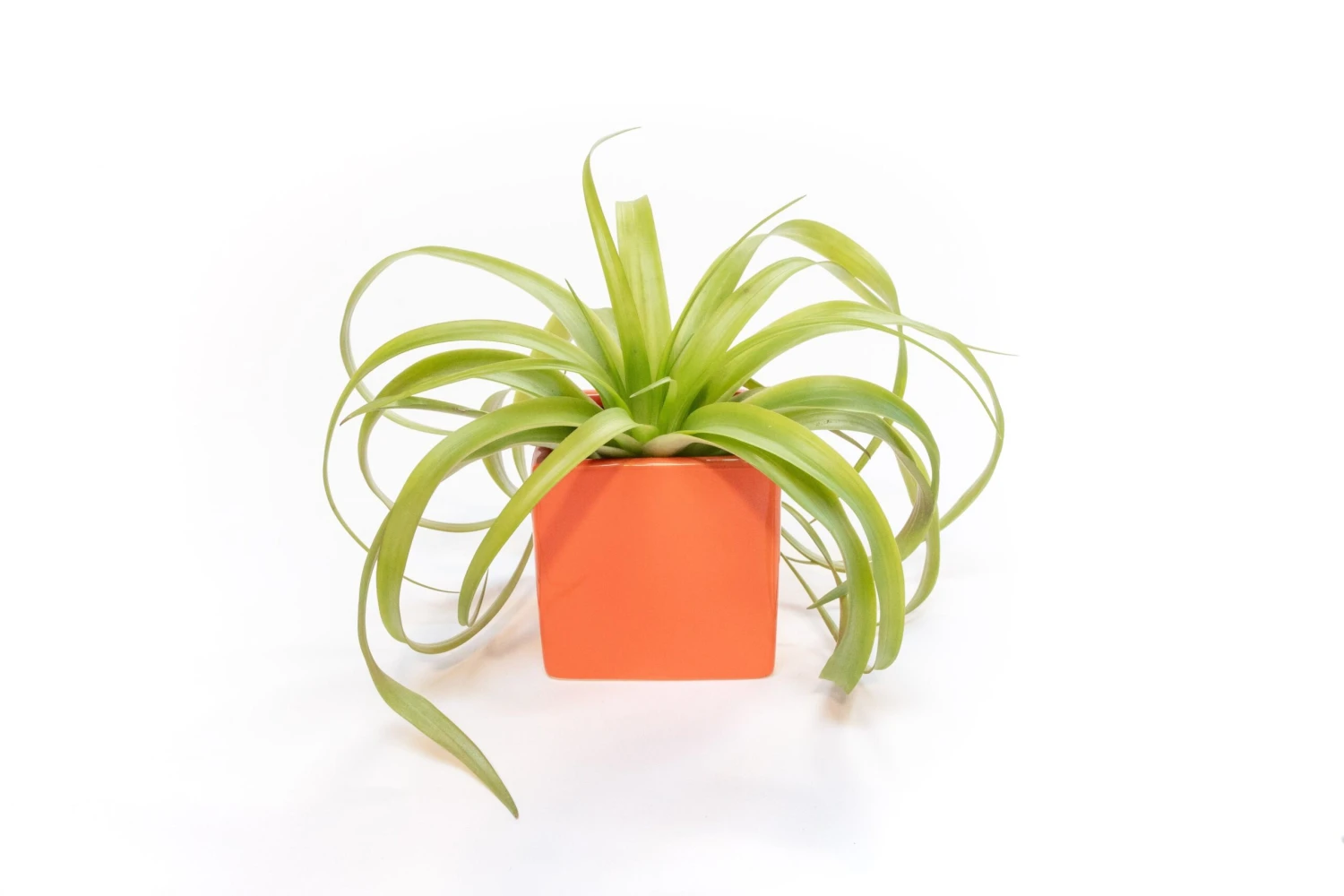 Naranja Orange Ceramic Cube Container With Custom Tillandsia Air Plant 4 Naranja Orange Ceramic Cube Container With Custom Tillandsia Air Plant - Image 4