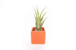 Naranja Orange Ceramic Cube Container With Large Assorted Tillandsia Air Plants -Air Plant Supply Store Tillandsia Air Plant Color Cube 60 2 scaled