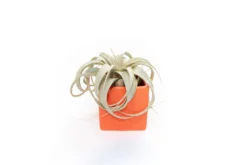 Naranja Orange Ceramic Cube Container With Custom Tillandsia Air Plant 12 Naranja Orange Ceramic Cube Container With Custom Tillandsia Air Plant -Air Plant Supply Store Tillandsia Air Plant Color Cube 63 da74e496 1735 4966 b452 e192e0935419 scaled