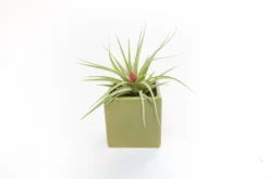 Avocado Green Ceramic Cube Container With Custom Tillandsia Air Plant 13 Avocado Green Ceramic Cube Container With Custom Tillandsia Air Plant -Air Plant Supply Store Tillandsia Air Plant Color Cube 65 scaled
