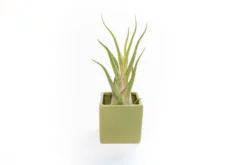 Avocado Green Ceramic Cube Container With Custom Tillandsia Air Plant 12 Avocado Green Ceramic Cube Container With Custom Tillandsia Air Plant -Air Plant Supply Store Tillandsia Air Plant Color Cube 66 scaled