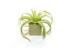 Avocado Green Ceramic Cube Container With Custom Tillandsia Air Plant 11 Avocado Green Ceramic Cube Container With Custom Tillandsia Air Plant -Air Plant Supply Store Tillandsia Air Plant Color Cube 70 scaled