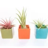 Ceramic Cube Container - Choose Your Custom Color And Tillandsia Air Plant