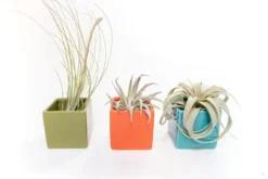 Set Of 3 Ceramic Cube Containers With Custom Tillandsia Air Plants / Avocado Green + Sky Blue + Naranja Orange 7 Set Of 3 Ceramic Cube Containers With Custom Tillandsia Air Plants / Avocado Green + Sky Blue + Naranja Orange -Air Plant Supply Store Tillandsia Air Plant Color Cube 72 scaled