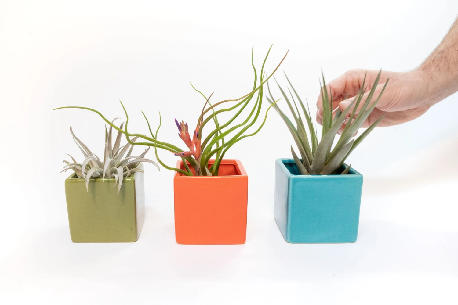 Set Of 3 Ceramic Cube Containers With Custom Tillandsia Air Plants / Avocado Green + Sky Blue + Naranja Orange 1 Set Of 3 Ceramic Cube Containers With Custom Tillandsia Air Plants / Avocado Green + Sky Blue + Naranja Orange