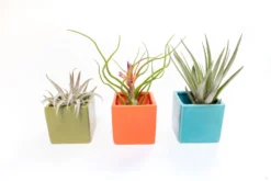 Set Of 3 Ceramic Cube Containers With Custom Tillandsia Air Plants / Avocado Green + Sky Blue + Naranja Orange 8 Set Of 3 Ceramic Cube Containers With Custom Tillandsia Air Plants / Avocado Green + Sky Blue + Naranja Orange -Air Plant Supply Store Tillandsia Air Plant Color Cube 74 1 scaled
