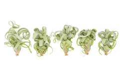 Tillandsia Curly Slim (T. Intermedia X T. Streptophylla) Air Plant -Air Plant Supply Store Tillandsia Air Plant Curly Slim 2 scaled