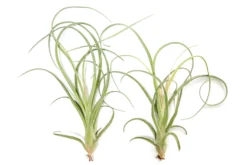 Tillandsia Curly Slim (T. Intermedia X T. Streptophylla) Air Plant -Air Plant Supply Store Tillandsia Air Plant Curly Slim Open XL 4 scaled