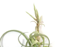 Tillandsia Curly Slim (T. Intermedia X T. Streptophylla) Air Plant -Air Plant Supply Store Tillandsia Air Plant Curly Slim Open XL 6 scaled