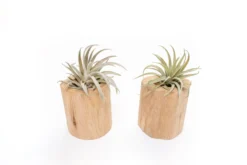 Set Of 2 Large Driftwood Containers With Custom Tillandsia Air Plants -Air Plant Supply Store Tillandsia Air Plant Driftwood Container 11 cef319c7 8fda 4ac8 9702 07e61615a885 scaled