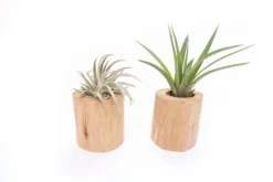 Gift Wrapped Set Of 2 Large Driftwood Containers With Assorted Tillandsia Air Plants -Air Plant Supply Store Tillandsia Air Plant Driftwood Container 12 scaled