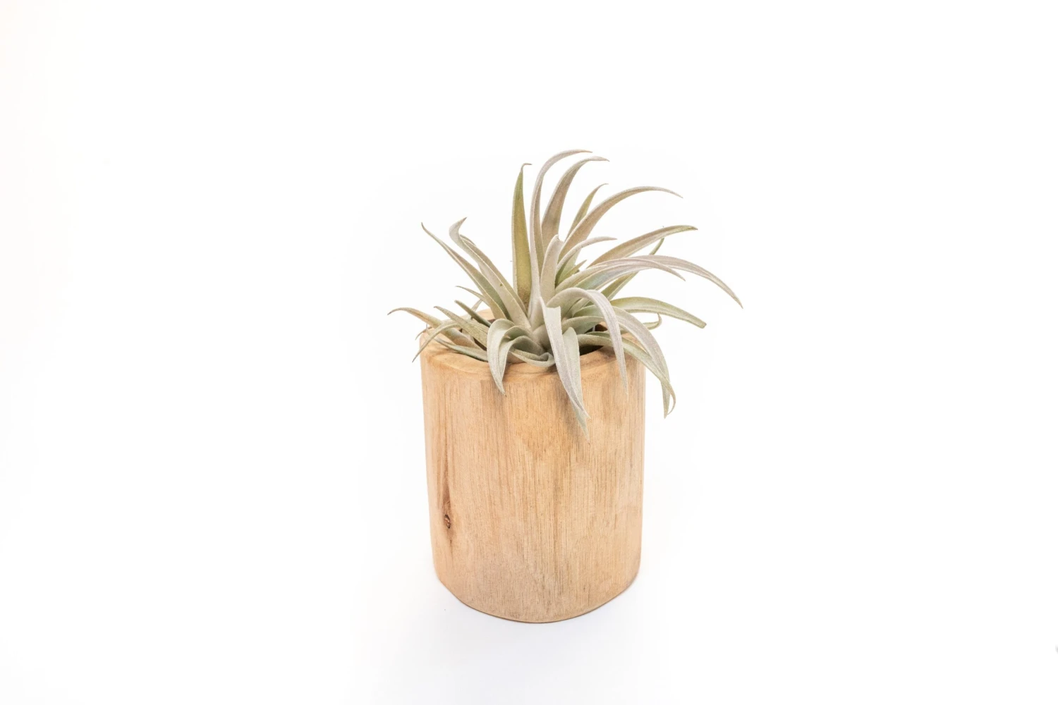 Large Driftwood Container - Choose Your Custom Tillandsia Air Plant 5 Large Driftwood Container - Choose Your Custom Tillandsia Air Plant - Image 5