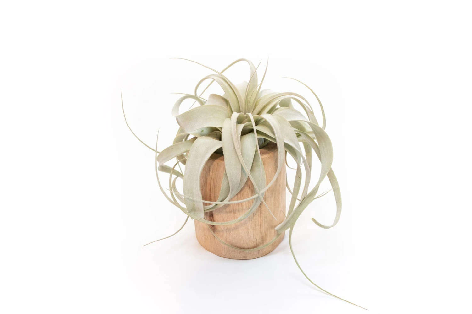 Large Driftwood Container - Choose Your Custom Tillandsia Air Plant 3 Large Driftwood Container - Choose Your Custom Tillandsia Air Plant - Image 3