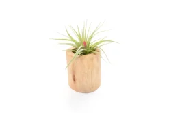 Large Driftwood Container - Choose Your Custom Tillandsia Air Plant 14 Large Driftwood Container - Choose Your Custom Tillandsia Air Plant -Air Plant Supply Store Tillandsia Air Plant Driftwood Container 15 scaled